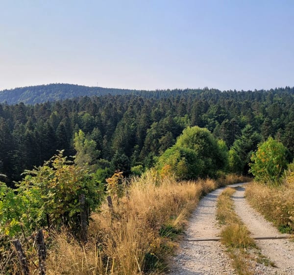 Marche depuis la Stèle ' Tour d'Auvergne - La Tour-d'Auvergne - 1