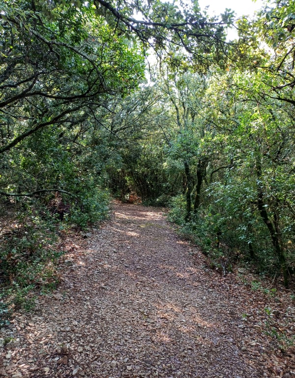 Balade en forêt à l'Aven d'Orgnac - Yoann - 1