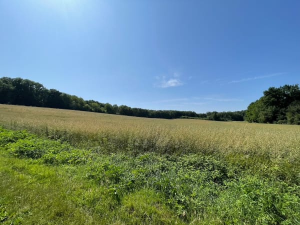 Bois du Roi et la Vallée aux Loups - Fabrice - 1