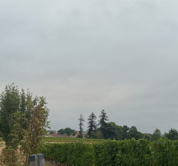 Entre vignes et bois autour de La Roquille - Pineuilh - 1