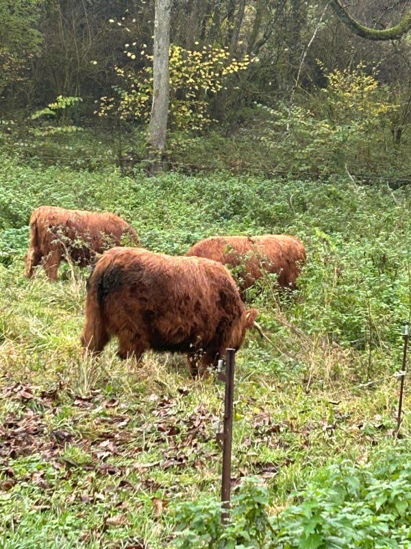 Kerbach et les plantes comestibles du sentier des moulins - Kerbach - 1