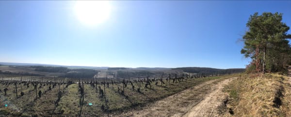 Vignes et bois au départ de Baroville - Baroville - 1