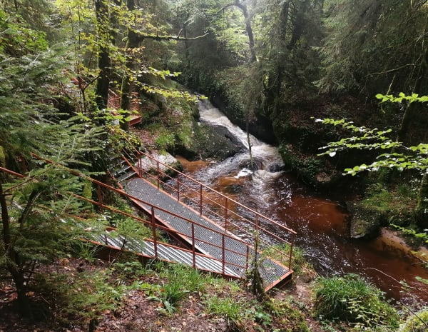 Quiétude en Forêt de Faux-Mazura - Bourganeuf - 1