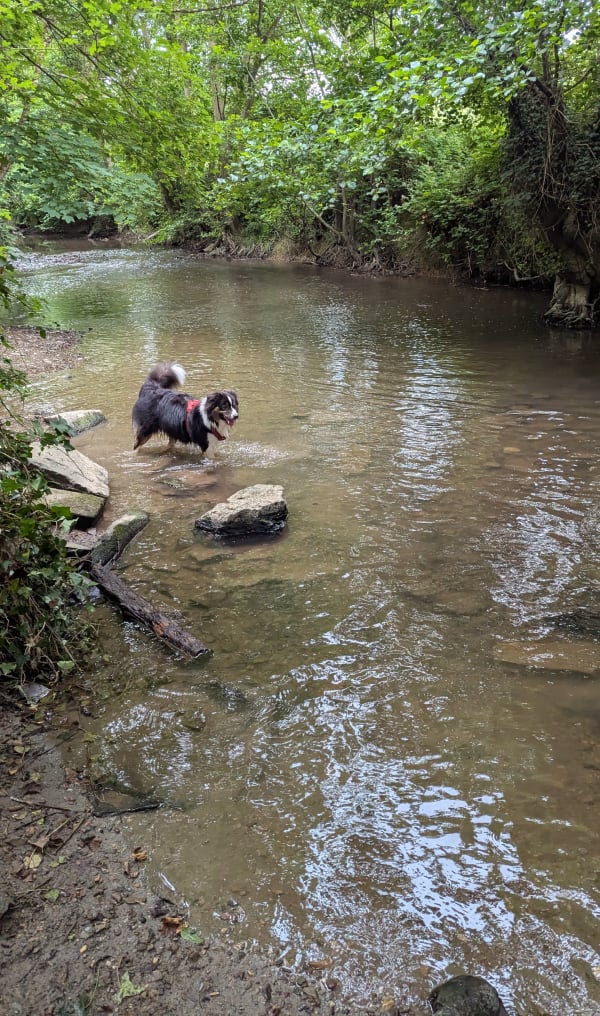 Course dans le bois de Tourville-sur-Odon - Tourville-sur-Odon - 1