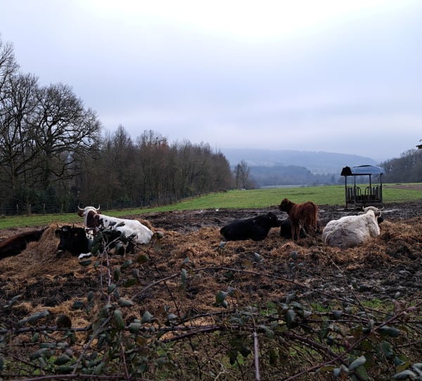 Balade autour de Laillé. - Laillé - 1