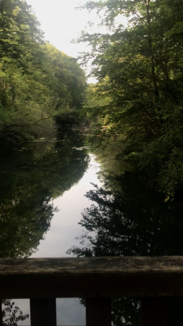 Forêt de pourtales - Strasbourg - 1