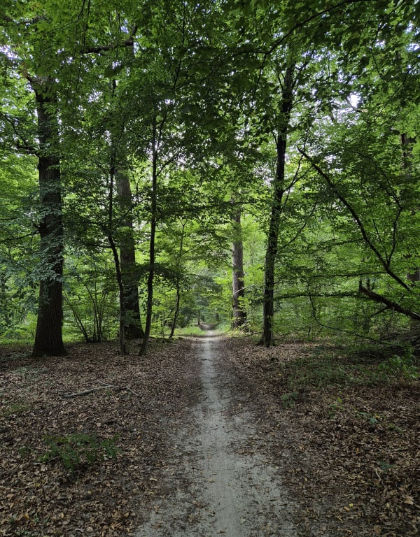 Ver-sur-Launette et promenade envoûtante dans la forêt - Ver-sur-Launette - 1