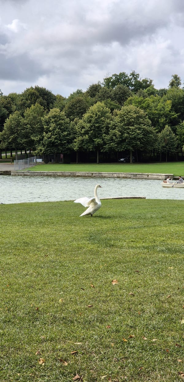 Balade dans les feuilles du Parc de Versailles - Le Chesnay-Rocquencourt - 1
