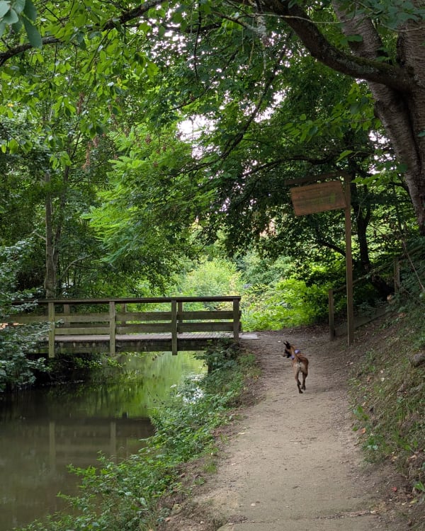 Rando dans la forêt domaniale de Versailles - Versailles - 1