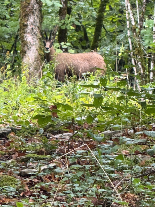 Reculée des Planches et cirque du Fer à Cheval à Arbois - Arbois - 1