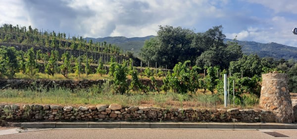 Boucle du Racou au jardin du Roussillon autour d'Argelès sur Mer - Argelès-sur-Mer - 1