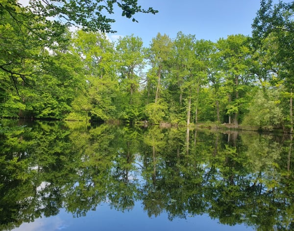 Immersion en forêt de Fontainebleau et mare aux Evées - Fontainebleau - 1