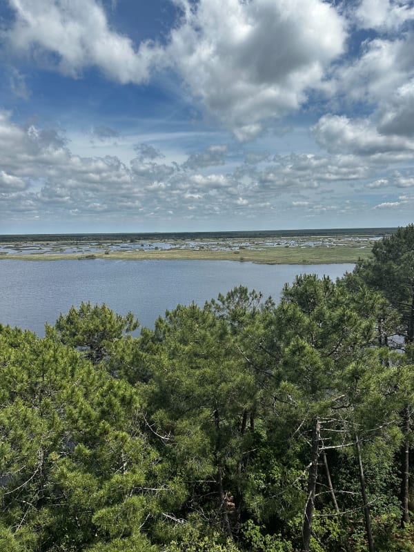 Etang de Cousseau et sa biodiversité luxuriante - Lacanau - 1