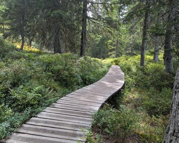 Les saisies - sentier découverte de la tourbière - Hauteluce - 1
