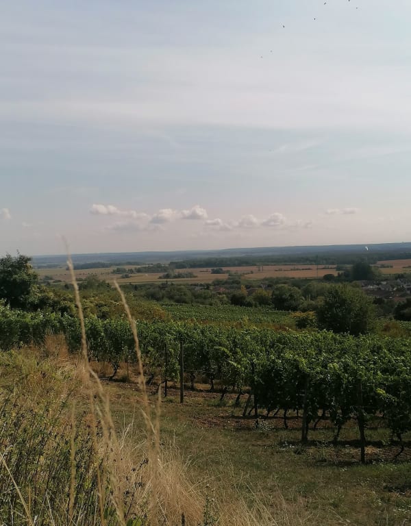 Lucey et exquises mirabelles et vignes dans les côtes de Toul - Sophie - 1