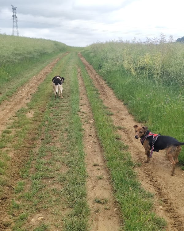Claire - Traversée du mammouth - Autreville-sur-Moselle - 1