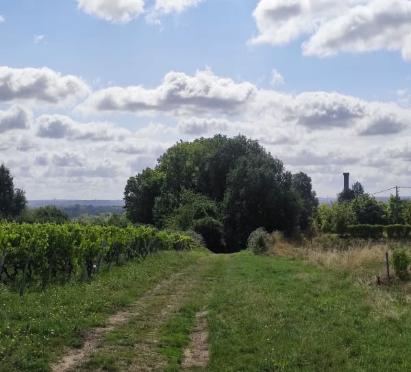 Sentier st georges - Rochecorbon - 1