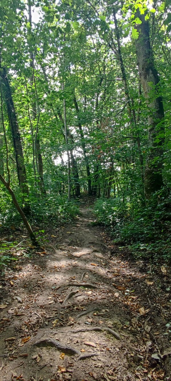Se ressourcer à travers une balade dans le bois du Roi - Saint-Pierre-Canivet - 1