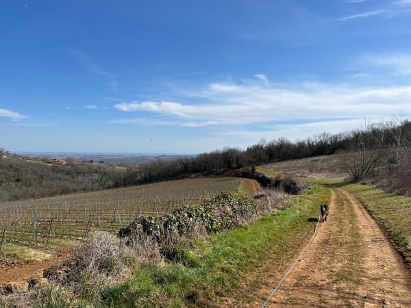 Frontenas, Moiré, Chemin du tacot, Cadoles et Châteaux - EMILIE - 1