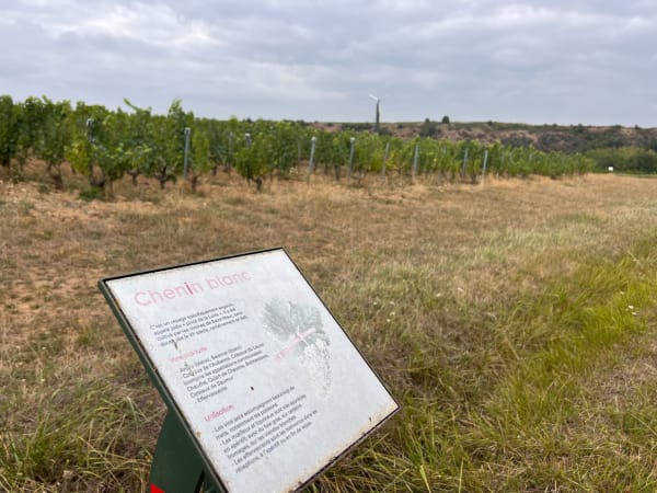 Coteaux du Layon et chant des cigales - Val-du-Layon - 1