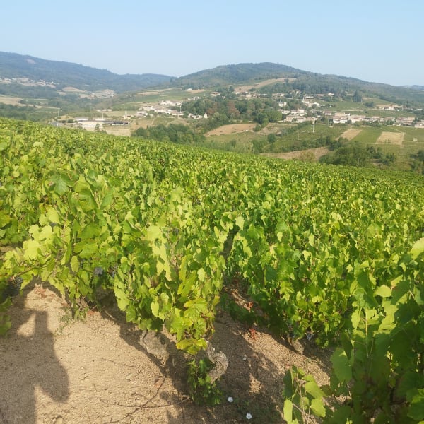 Balade en Beaujolais - Juliénas - 1