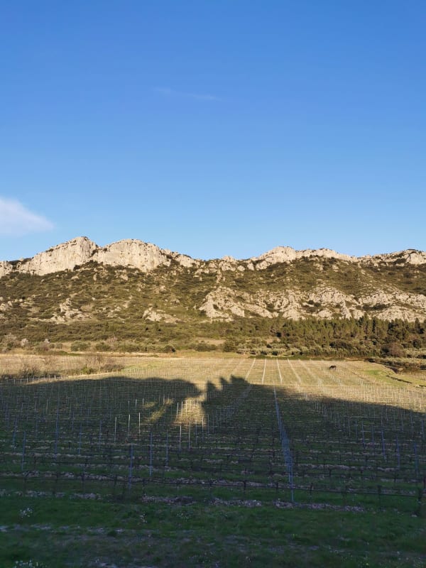 Tour des Opies et sa randonnée à VTT dans les Alpilles - Eyguières - 1