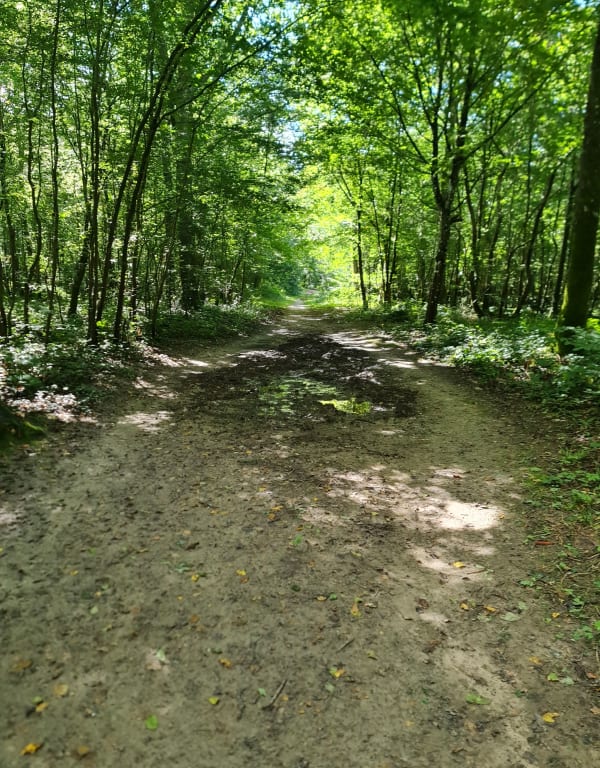Balade dans la forêt de La Rochette - La Rochette - 1