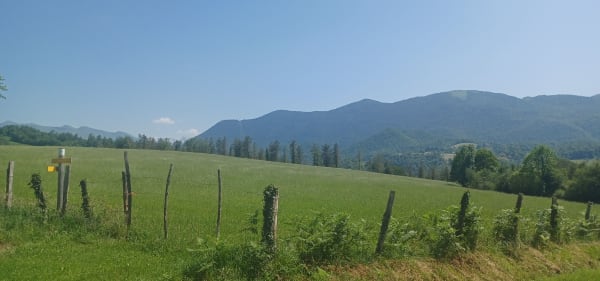 Les chênes à Buzy en vallée d'Ossau - Buzy - 1