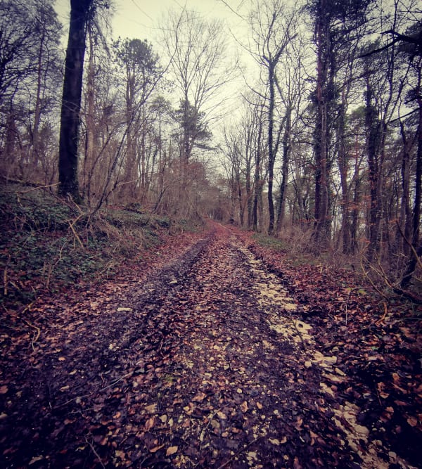 Balade bucolique dans les bois et prairies de la Rêpe - Braux-le-Châtel - 1