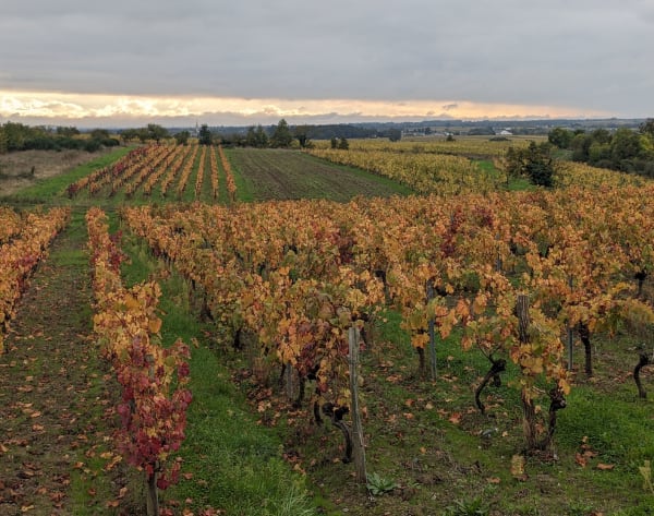 Arpenter Pierre Bise sans modération - Beaulieu-sur-Layon - 1