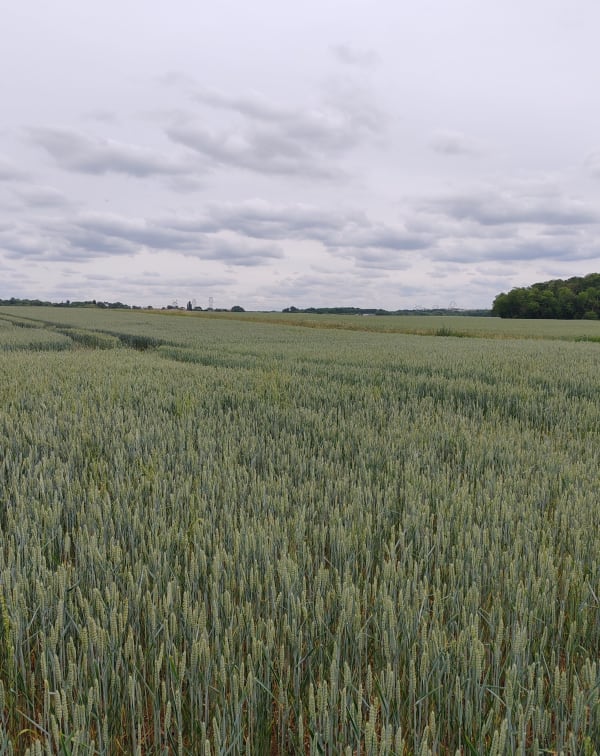 Auvers-sur-Oise et sa balade à vélo sur les pas de Van Gogh - Auvers-sur-Oise - 1