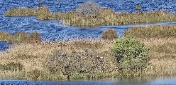 Lacanau Océan - Hourtin Plage. - Marinela - 1