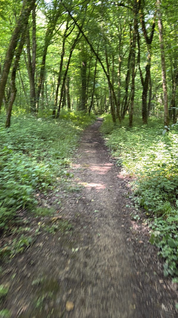 Dans le Bois du Roi depuis Héricourt - Héricourt - 1