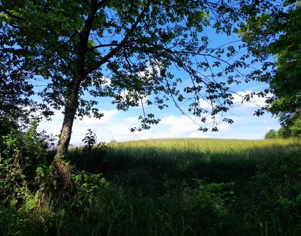 Les palombières d'Osserain - Domezain-Berraute - 1