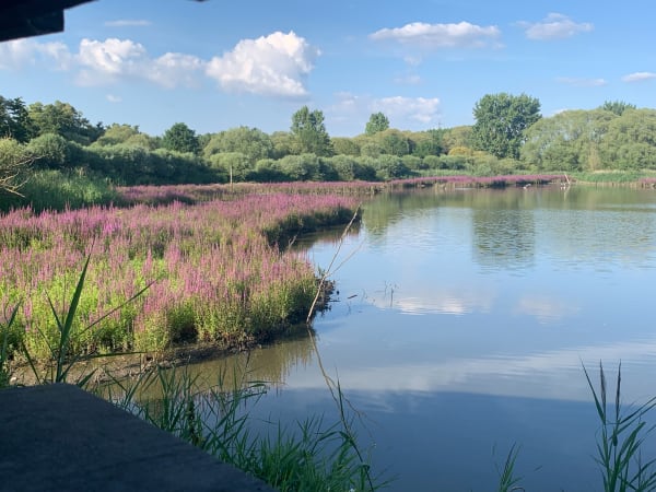 Marais de Bonnance. - Péronne-en-Mélantois - 1