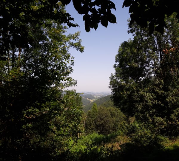 Fougaron, sa forêt et ses animaux sauvages - Delphine - 1