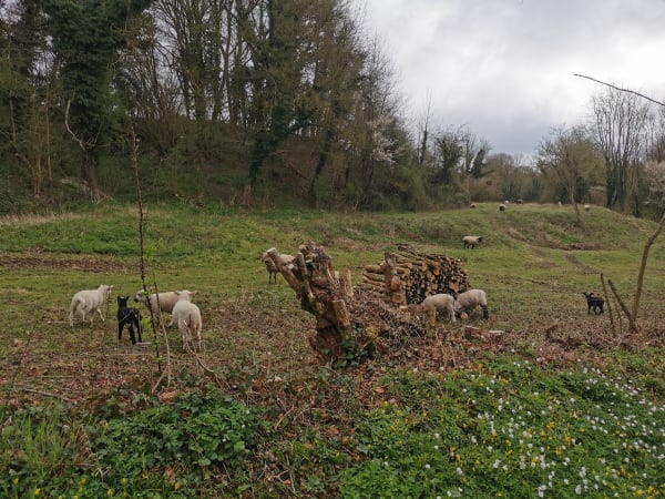 Marolles et excursion intrigante dans le pays d'Auge - Marolles - 1
