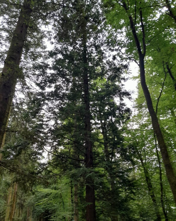 Escapade dans la forêt d'Ecouves et animaux en tous genres - Radon - 1