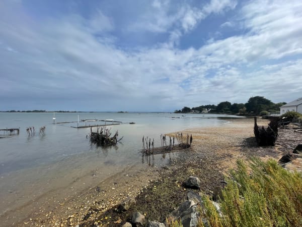 Virée à Sarzeau entre golfe et océan en compagnie des oiseaux - Sarzeau - 1