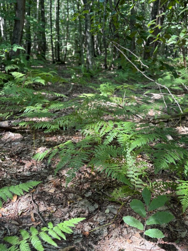 Rando et bout du GR® 22 dans la forêt des Quatre Piliers - Béhoust - 1