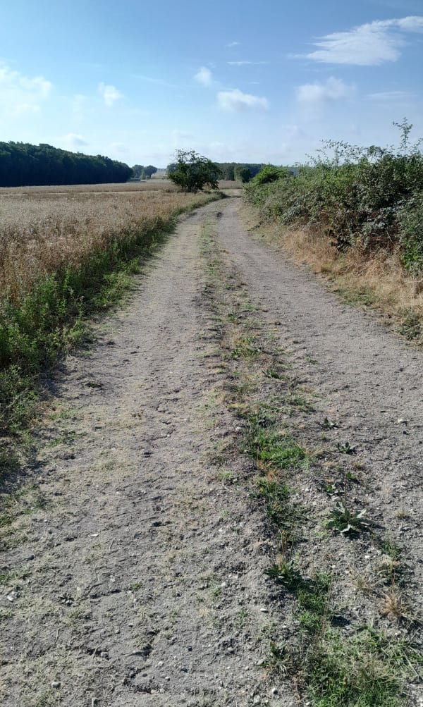 Agréable balade en plaine à Saint-Aubin-de-Lanquais - Saint-Aubin-de-Lanquais - 1