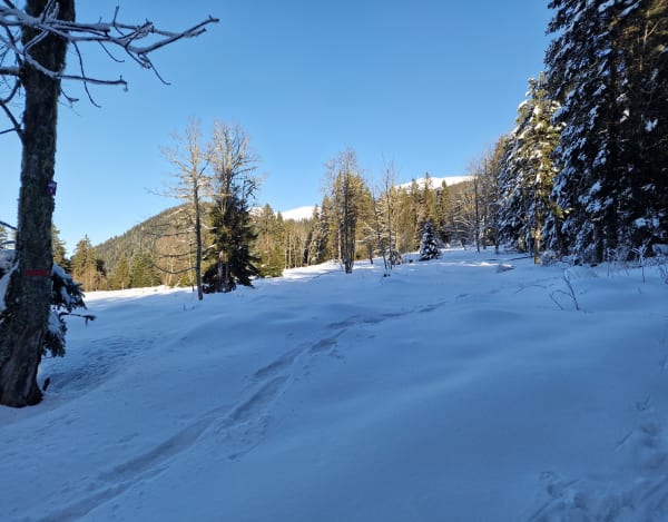 Boucle blanche dans la forêt de Prémol - Chamrousse - 1