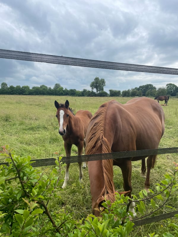 Le Pin-en-Lieuvin, son haras, son château, ses chevaux - Moyaux - 1