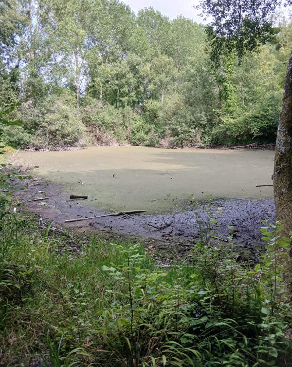 Fraîcheur au Marais de Sacy et rencontres sauvages - Saint Martin de Longueau - 1
