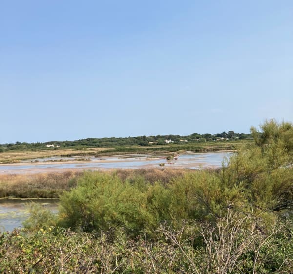 Noirmoutier et sa Réserve naturelle des marais de Müllembourg - Noirmoutier-en-l'Île - 1