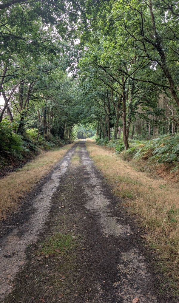 Forêt de Pincé et bois de Beffes - Frederic - 1
