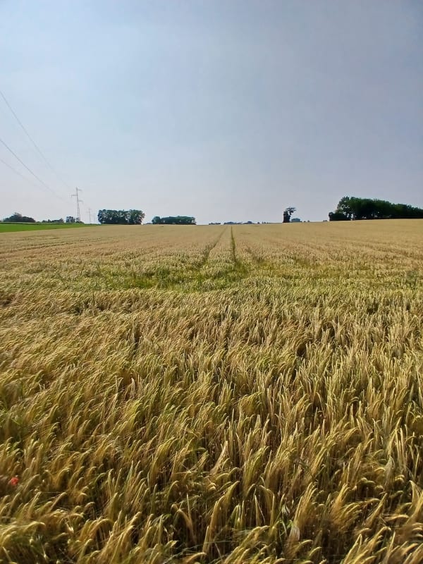Petit tour du Millat depuis la Chapelle-de-la-Tour - La Chapelle-de-la-Tour - 1