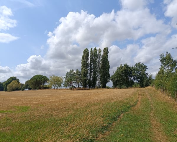 Etang de la Foucaudière à l'ombre des grands chênes - Saint-Laurent des Autels - 1