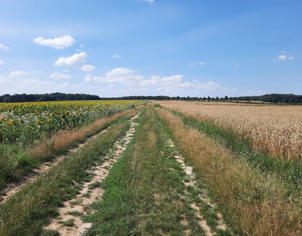 Nesles-la-Vallée par le Bois des Vignes - Nesles-la-Vallée - 1