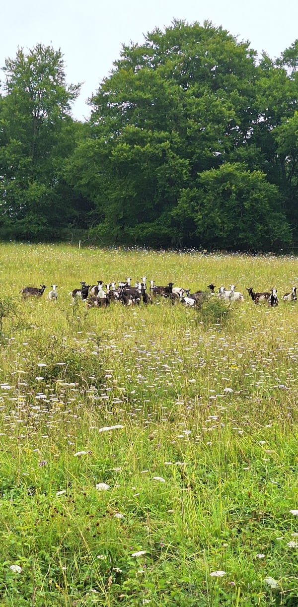Le bonheur dans la nature au coteau des Champs Genêts - Aubry-le-Panthou - 1
